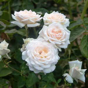 Prairie State Prairie Wht/Rose