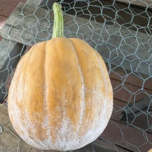 Prairie State Pumpkin 750